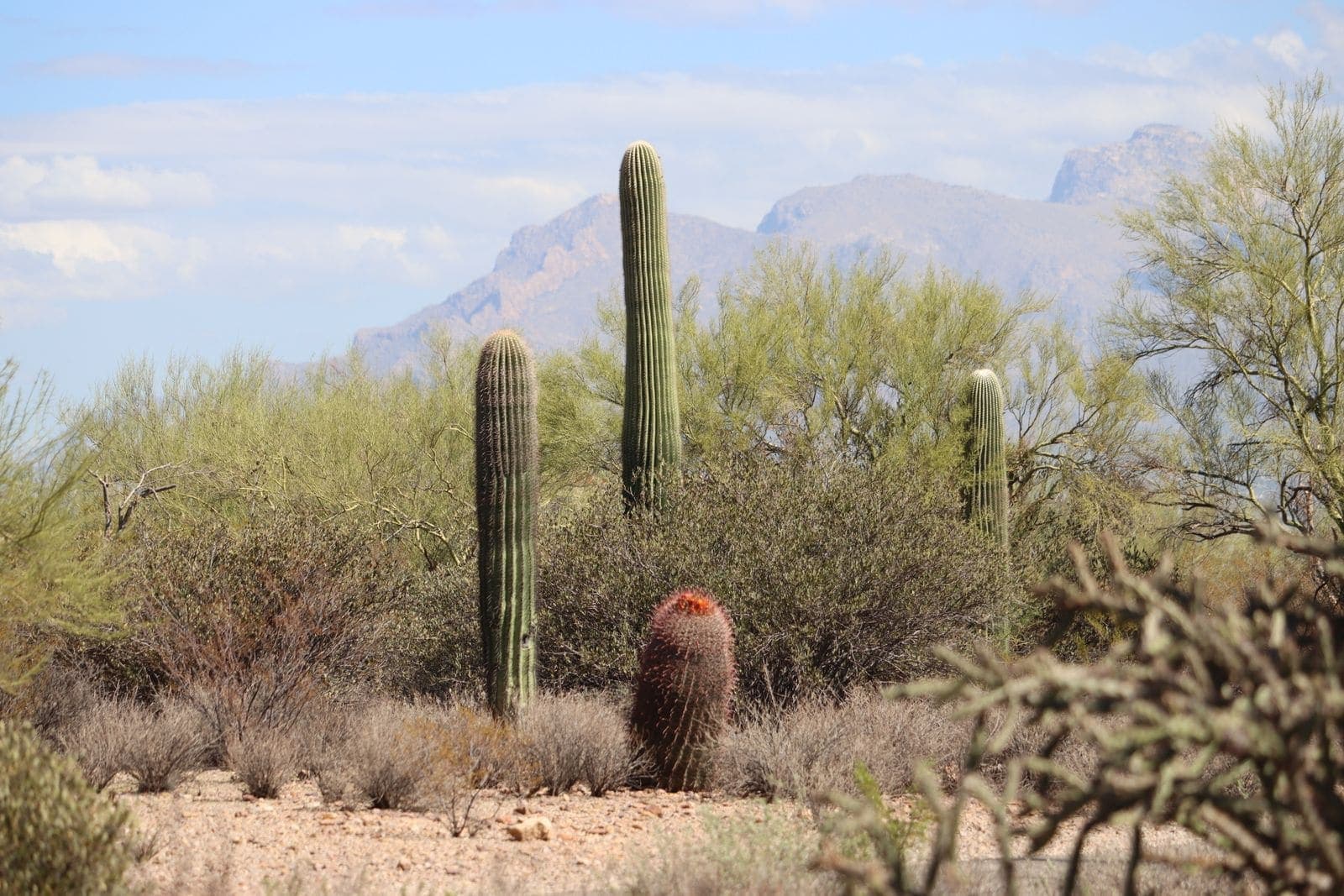 Saguaros in the Sonoran Desert with the Santa Catalina Mountains north of Tucson